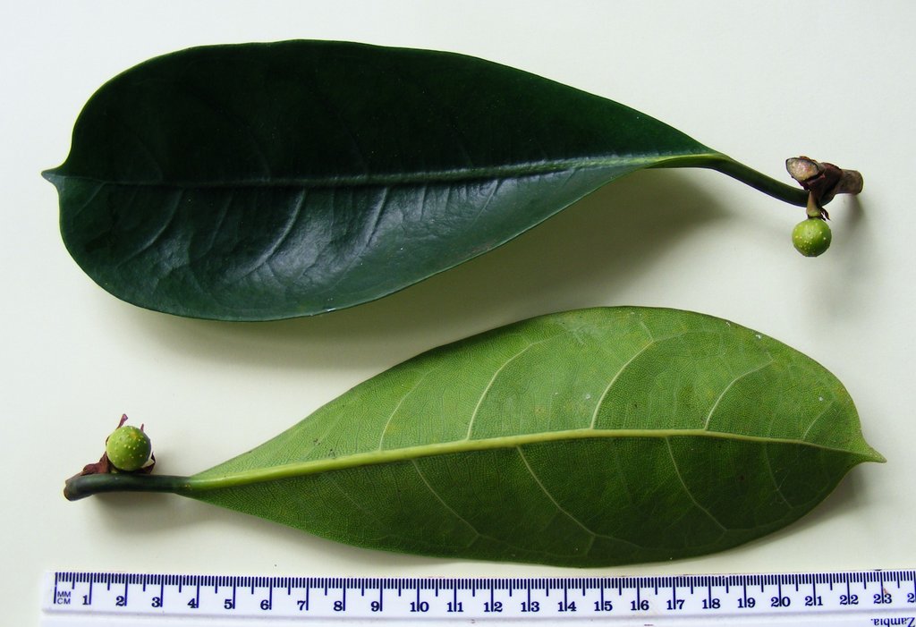 Ficus cyathistipula subsp. cyathistipula Ficus cyathistipula subsp. cyathistipula