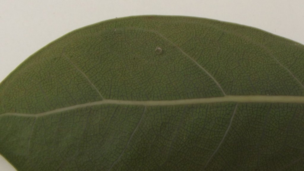 Ficus cyathistipula subsp. cyathistipula Ficus cyathistipula subsp. cyathistipula