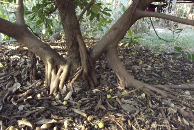 Ficus cyathistipula subsp. cyathistipula Ficus cyathistipula subsp. cyathistipula