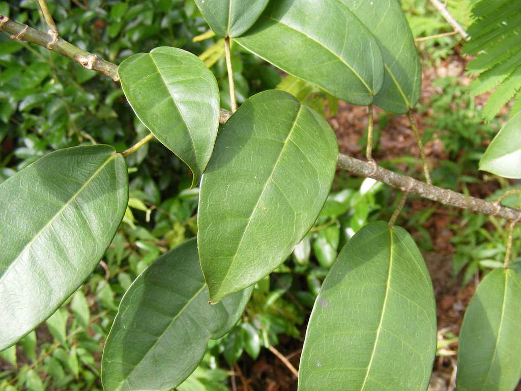 Ficus ottoniifolia subsp. macrosyce Ficus ottoniifolia subsp. macrosyce