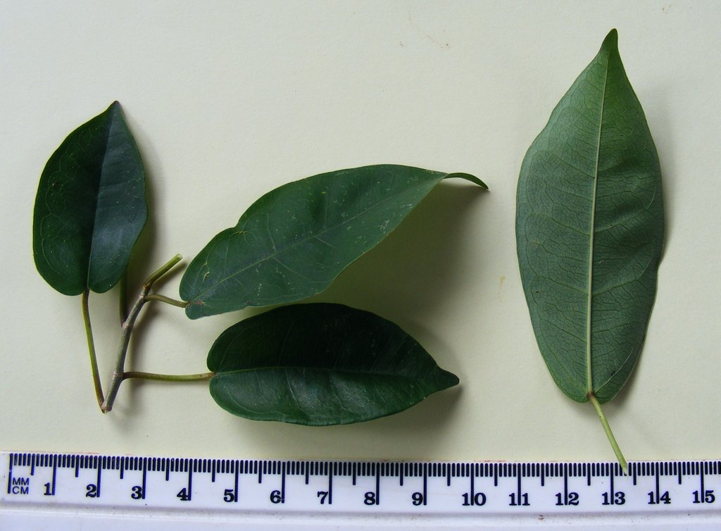 Ficus ottoniifolia subsp. macrosyce Ficus ottoniifolia subsp. macrosyce