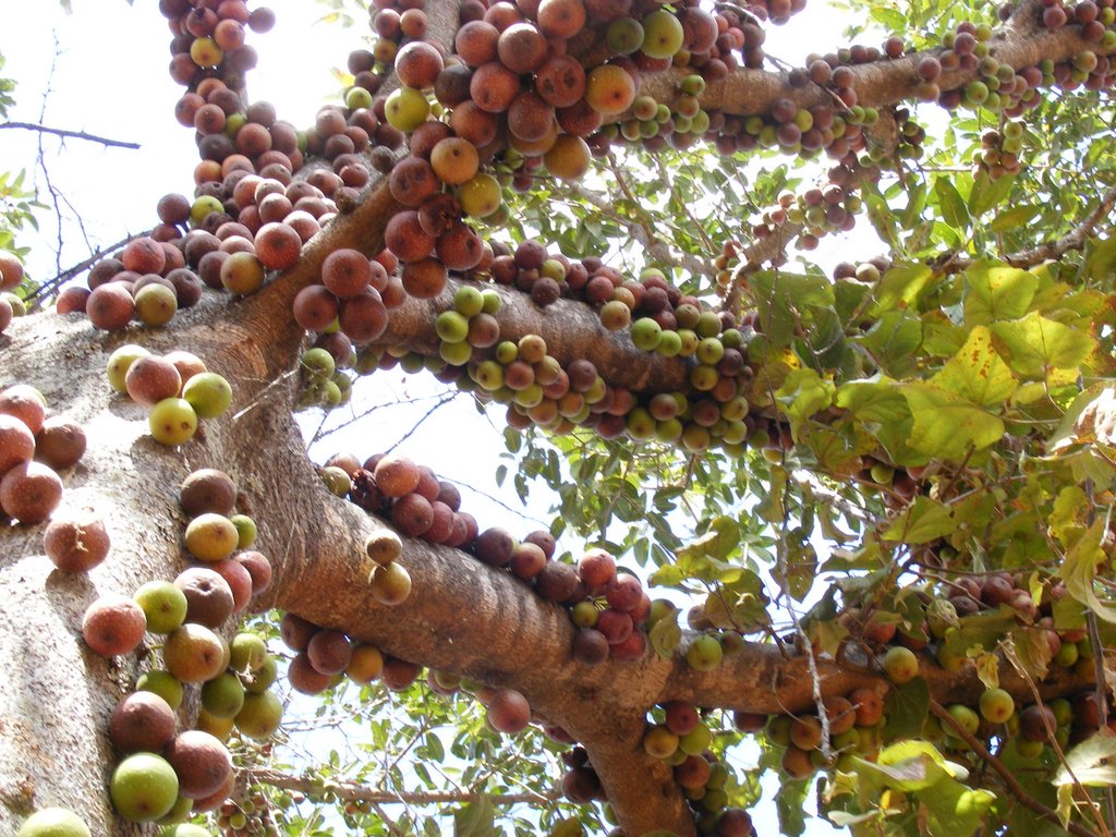 Ficus sansibarica subsp. macrosperma Ficus sansibarica subsp. macrosperma