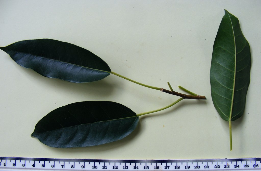 Ficus sansibarica subsp. macrosperma Ficus sansibarica subsp. macrosperma