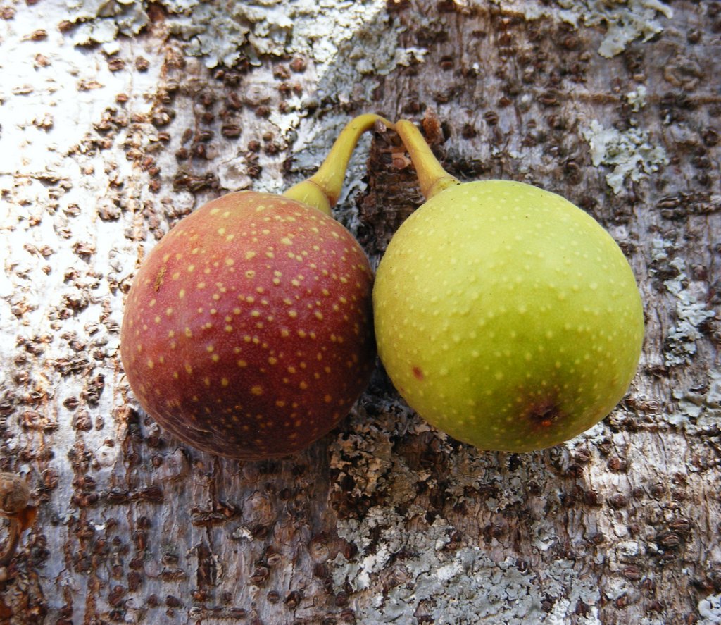 Ficus sansibarica subsp. macrosperma Ficus sansibarica subsp. macrosperma
