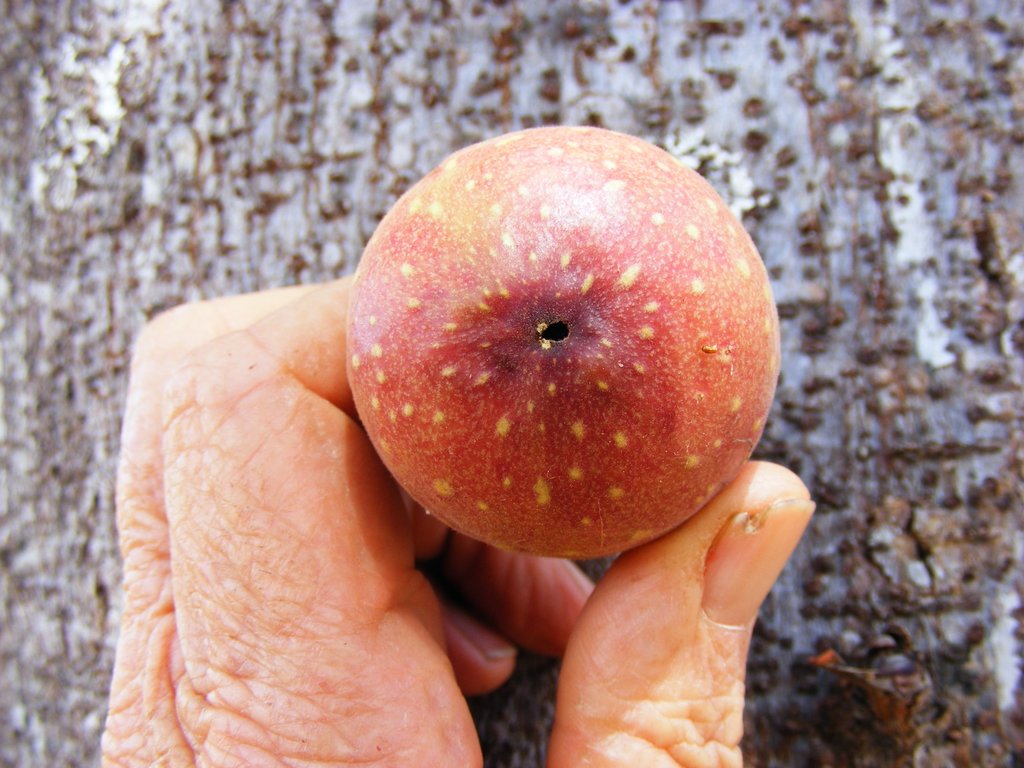 Ficus sansibarica subsp. macrosperma Ficus sansibarica subsp. macrosperma