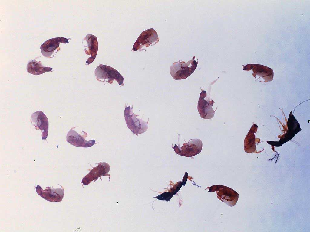 Ficus sansibarica subsp. macrosperma Ficus sansibarica subsp. macrosperma