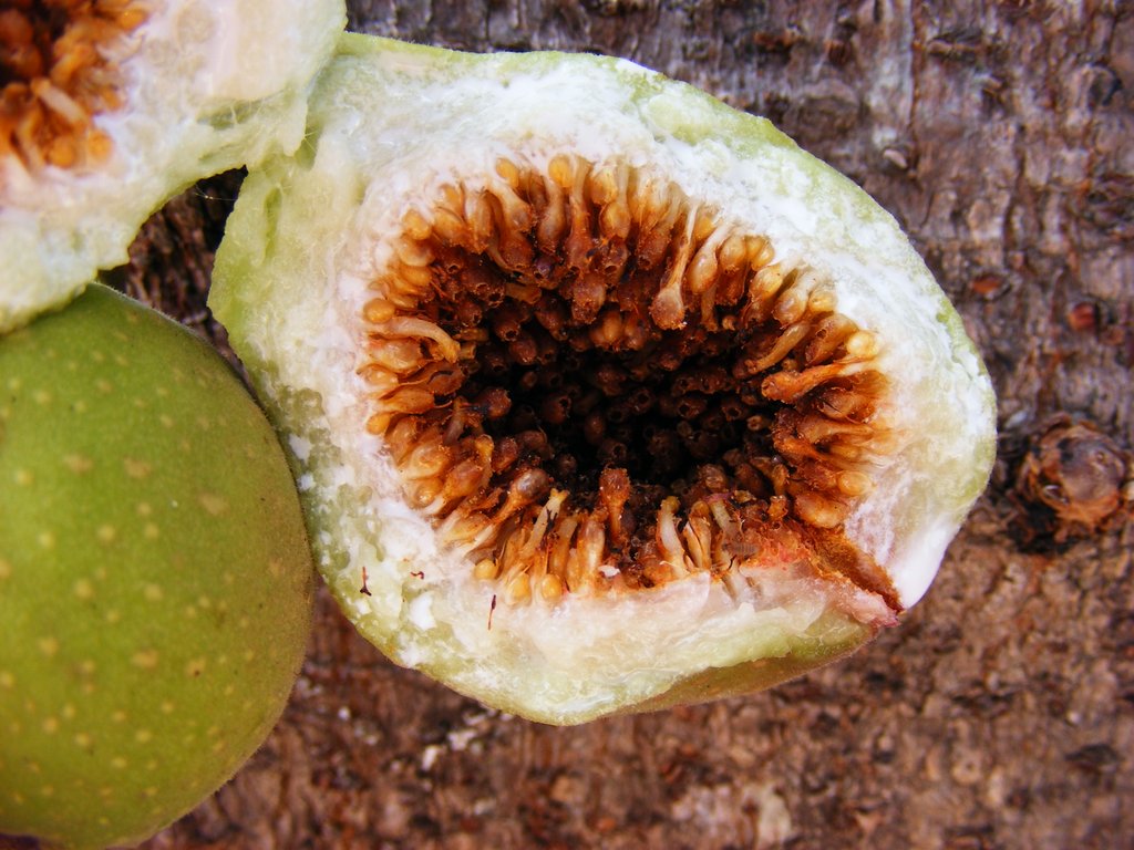 Ficus sansibarica subsp. macrosperma Ficus sansibarica subsp. macrosperma