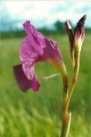 Siphonochilus pleianthus