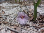 Siphonochilus puncticulatus