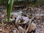 Siphonochilus puncticulatus