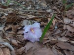 Siphonochilus puncticulatus