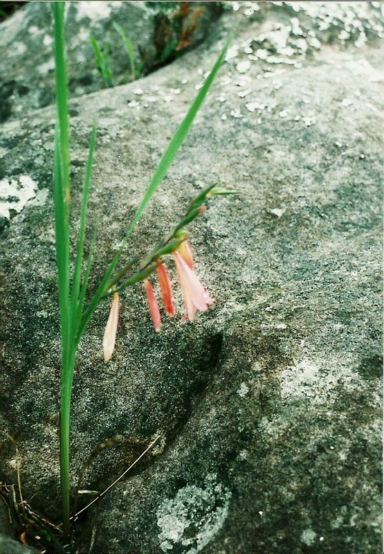 Gladiolus serenjensis