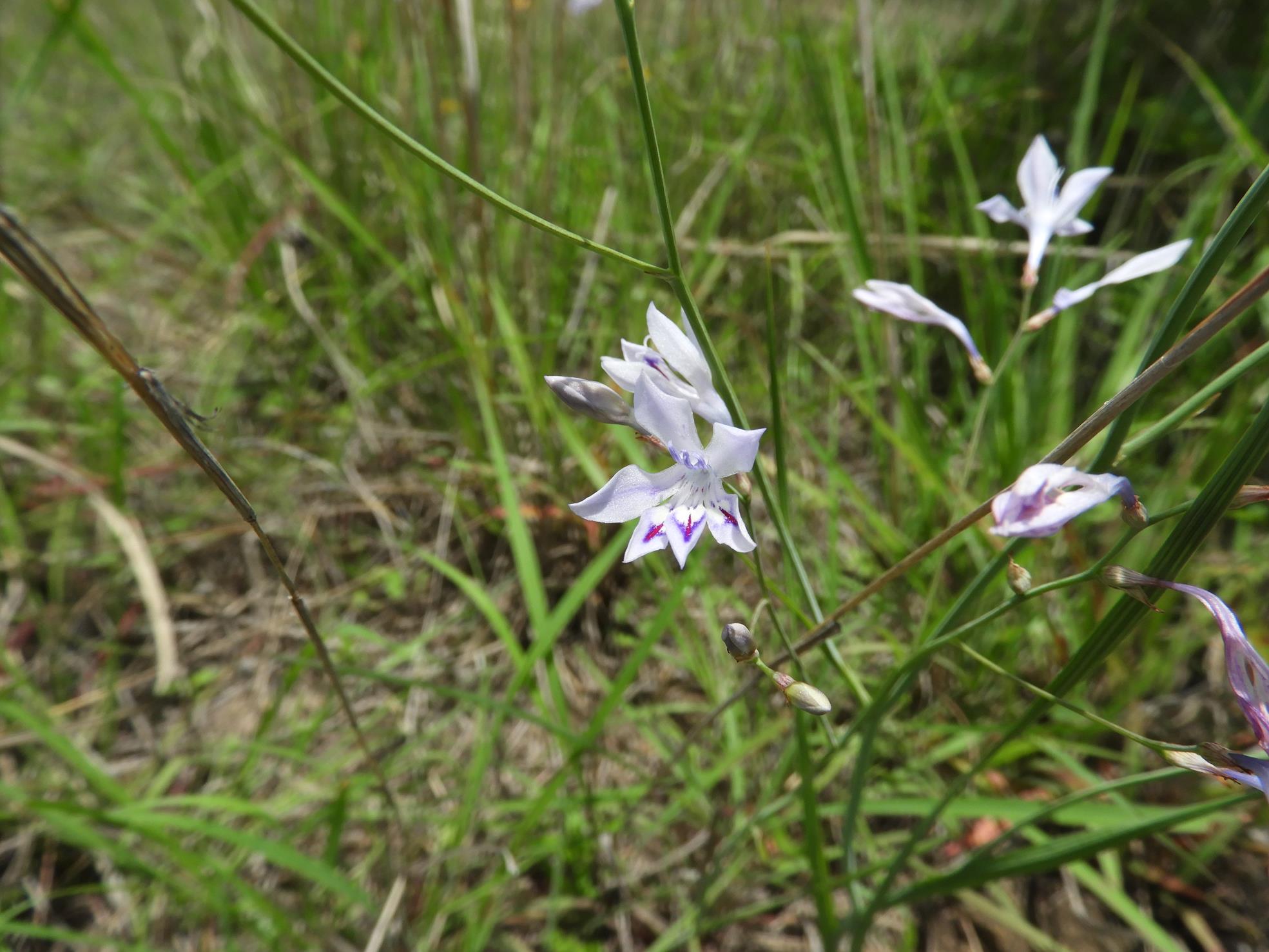 Afrosolen rivularis Afrosolen rivularis