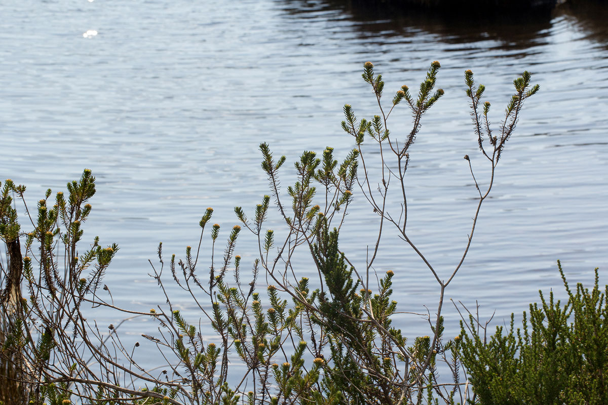 Helichrysum abietinum Helichrysum abietinum