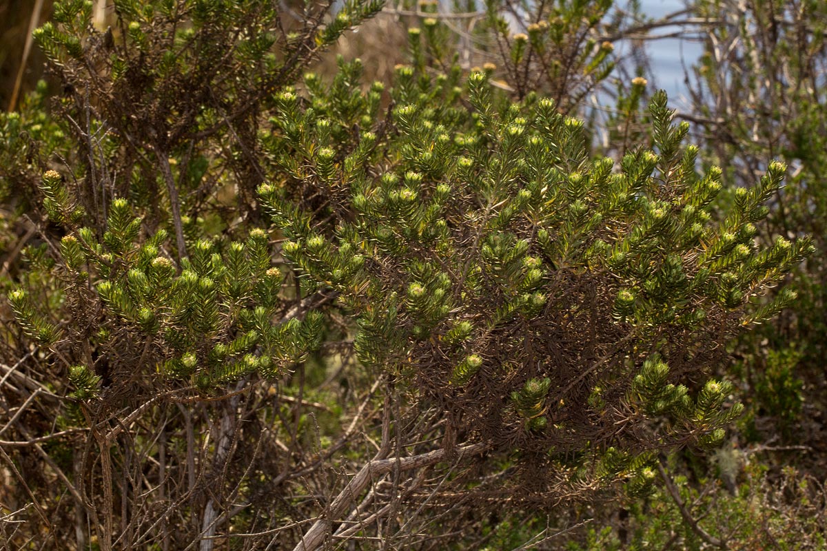 Helichrysum abietinum Helichrysum abietinum