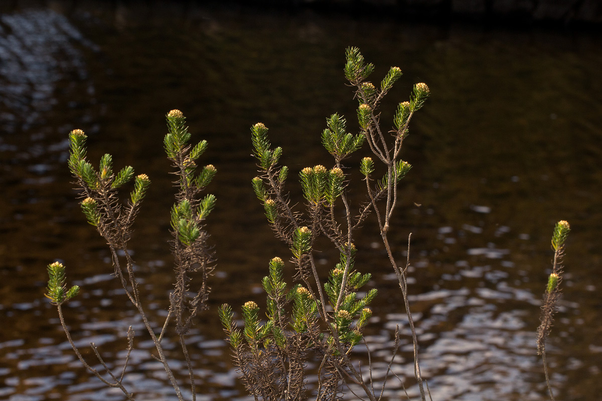 Helichrysum abietinum Helichrysum abietinum