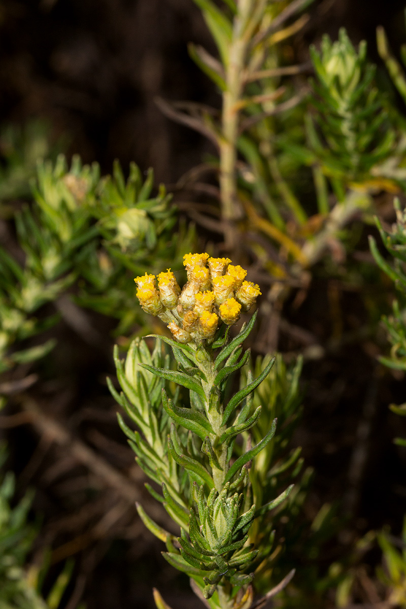Helichrysum abietinum Helichrysum abietinum