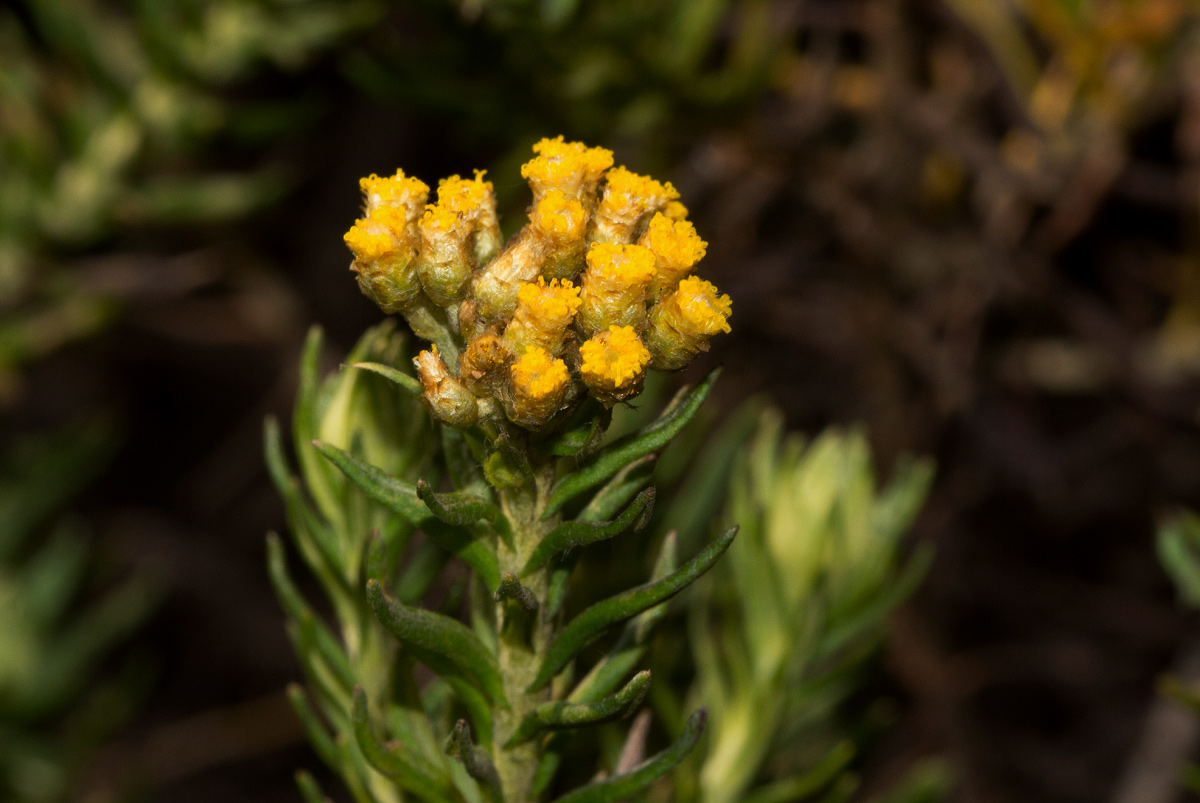 Helichrysum abietinum Helichrysum abietinum