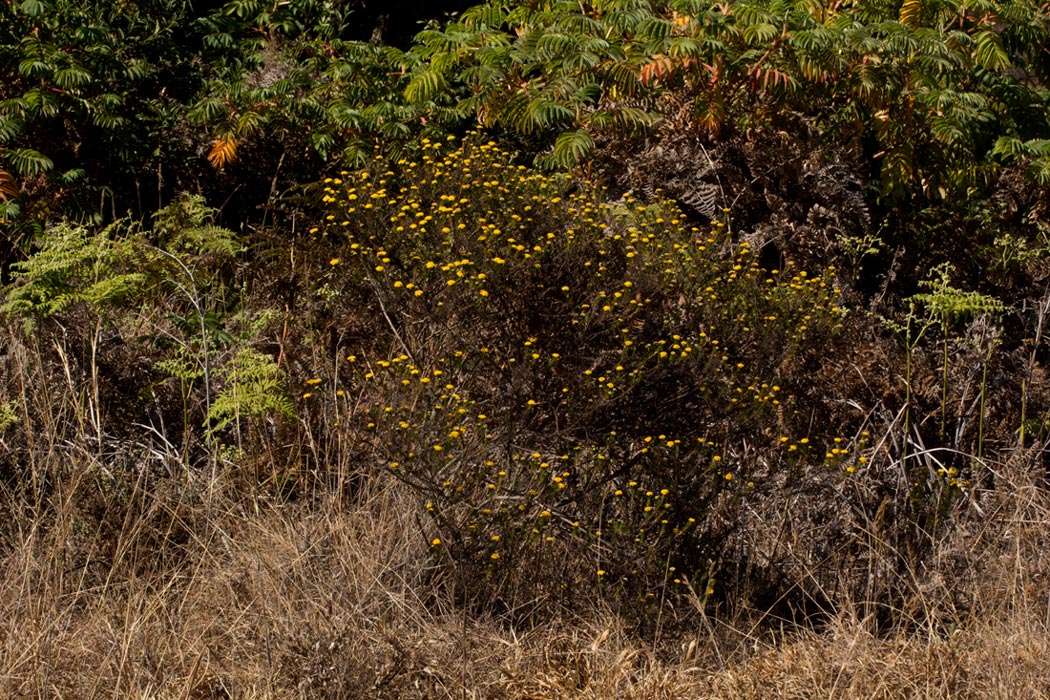 Helichrysum abietinum Helichrysum abietinum