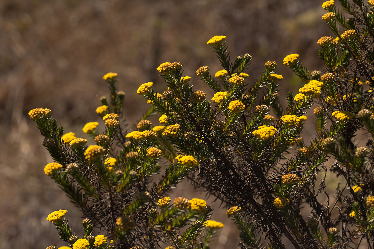 Helichrysum abietinum Helichrysum abietinum