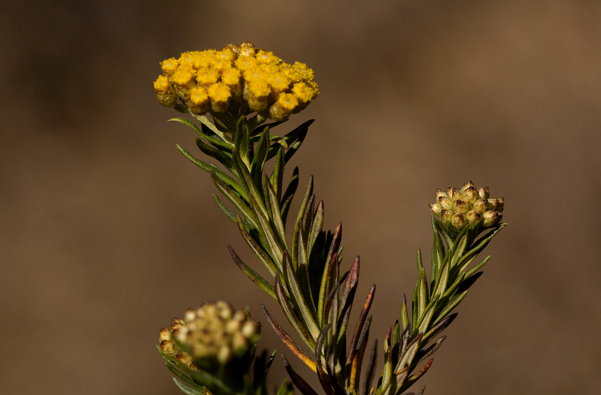 Helichrysum abietinum Helichrysum abietinum
