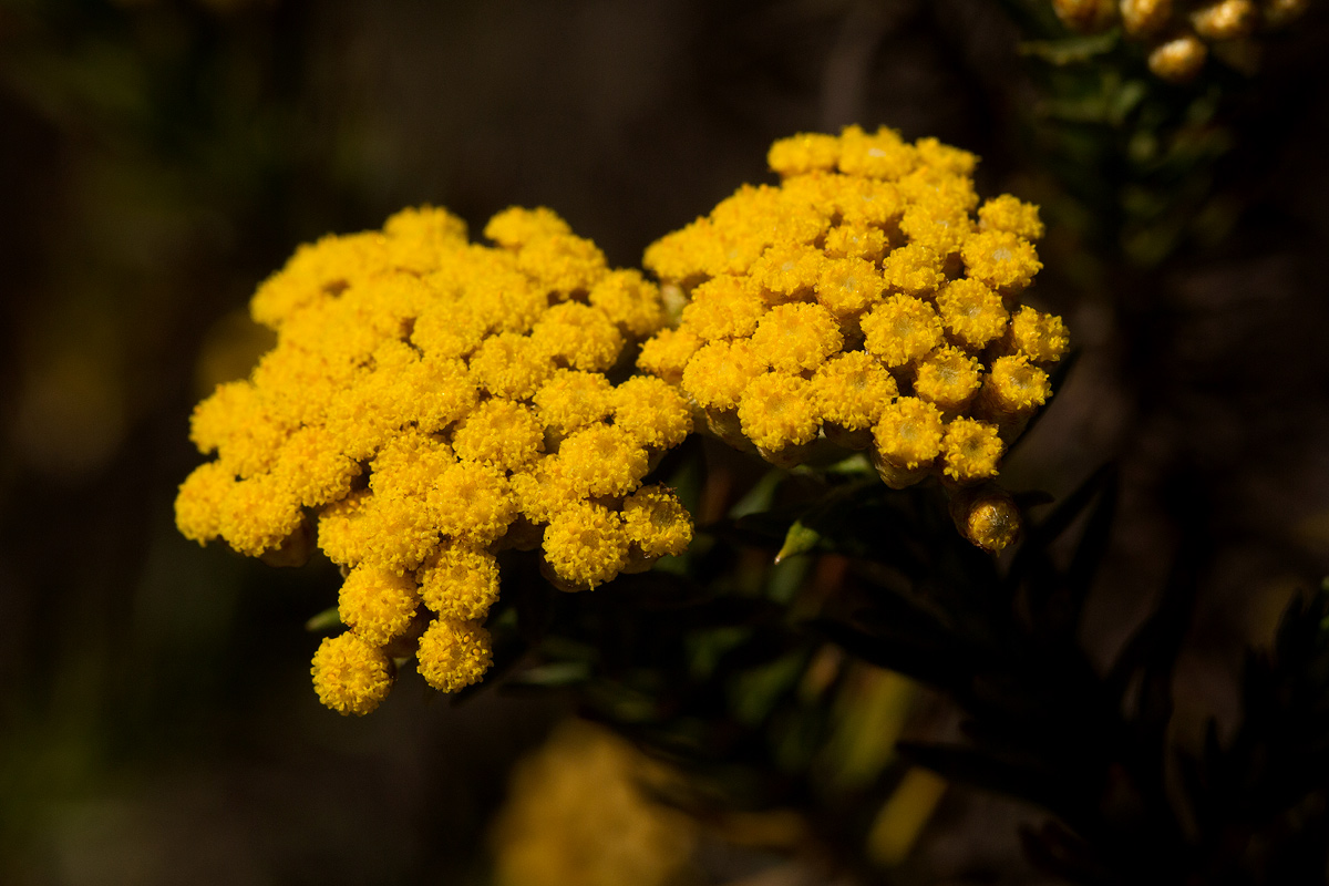 Helichrysum abietinum Helichrysum abietinum