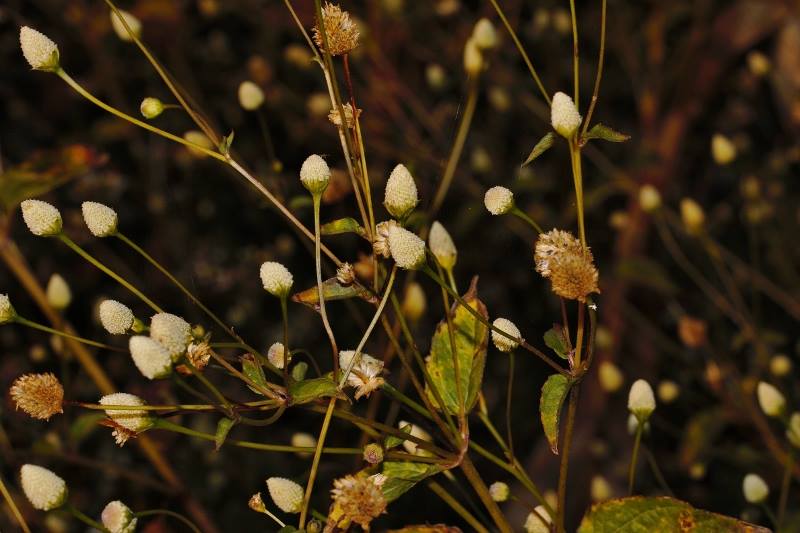 Acmella radicans var. radicans Acmella radicans var. radicans