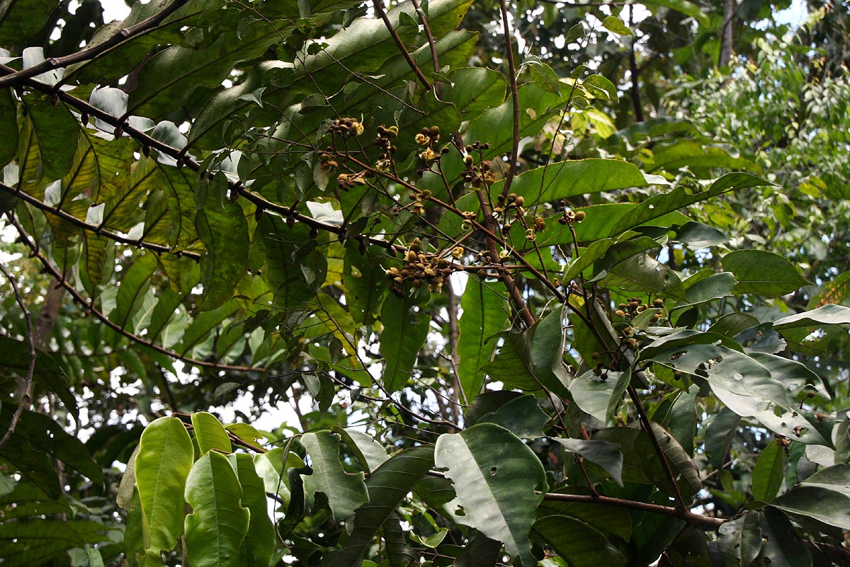 Anthonotha macrophylla Anthonotha macrophylla