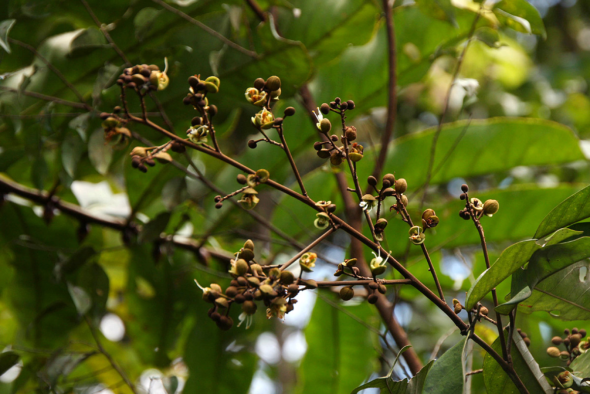 Anthonotha macrophylla Anthonotha macrophylla