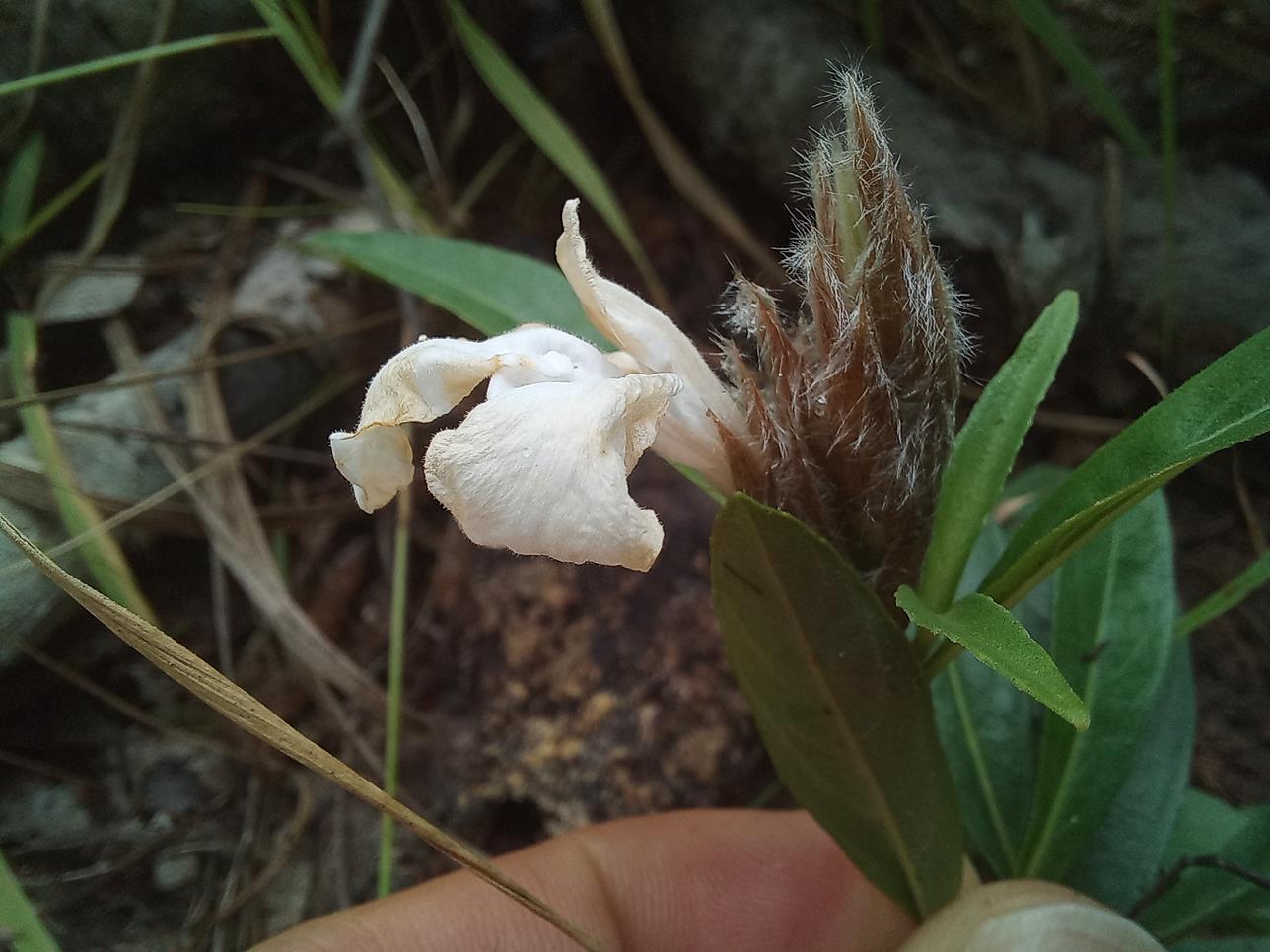 Lepidagathis pallescens subsp. pallescens Lepidagathis pallescens subsp. pallescens