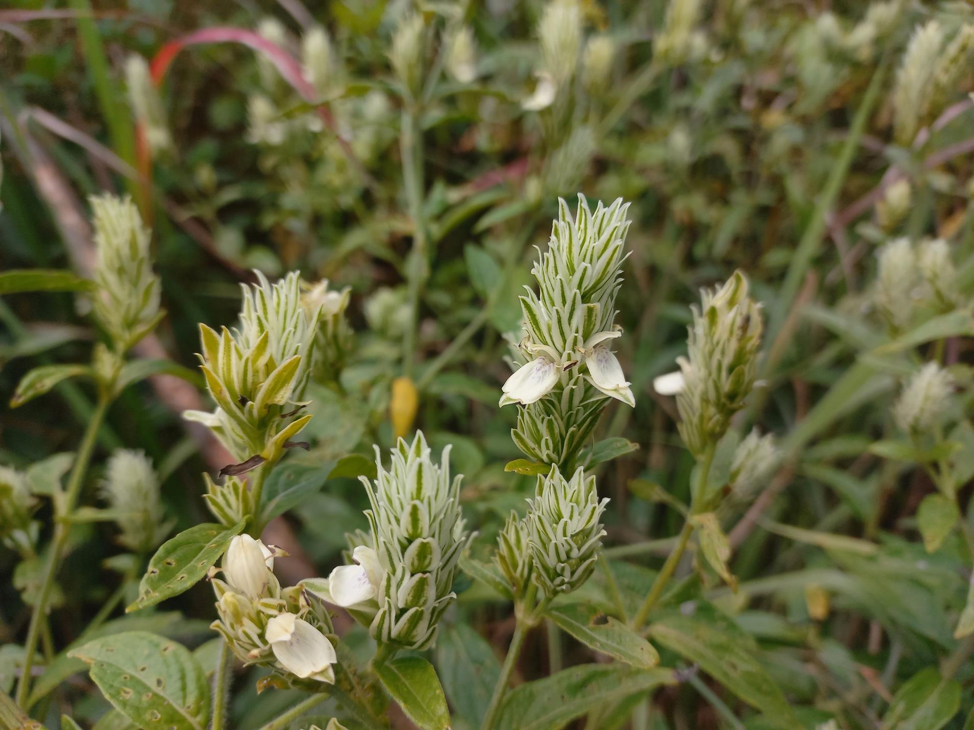 Pogonospermum scabridum