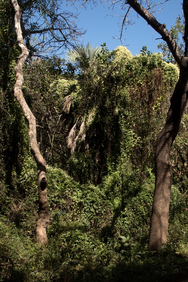 Mikania sp. Mikania sp.