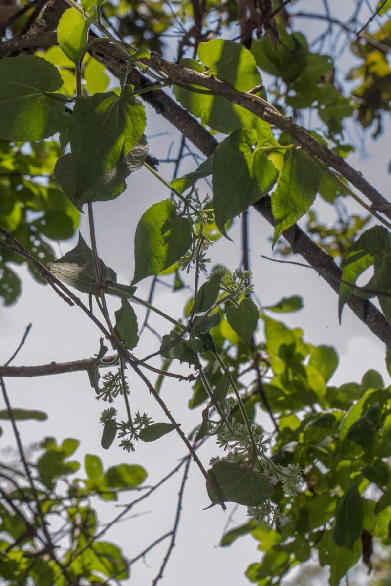 Mikania sp. Mikania sp.