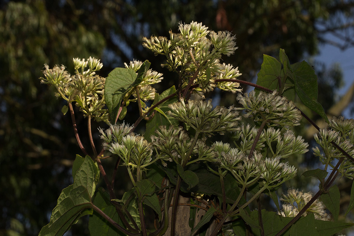 Mikania sp. Mikania sp.