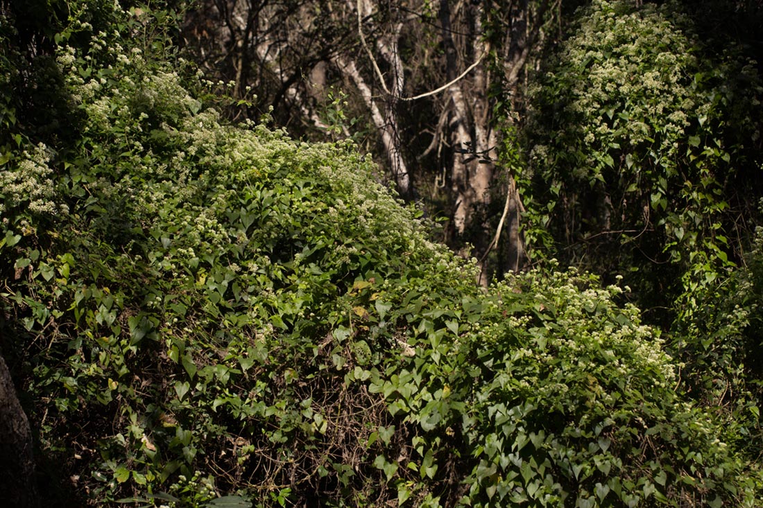 Mikania sp. Mikania sp.