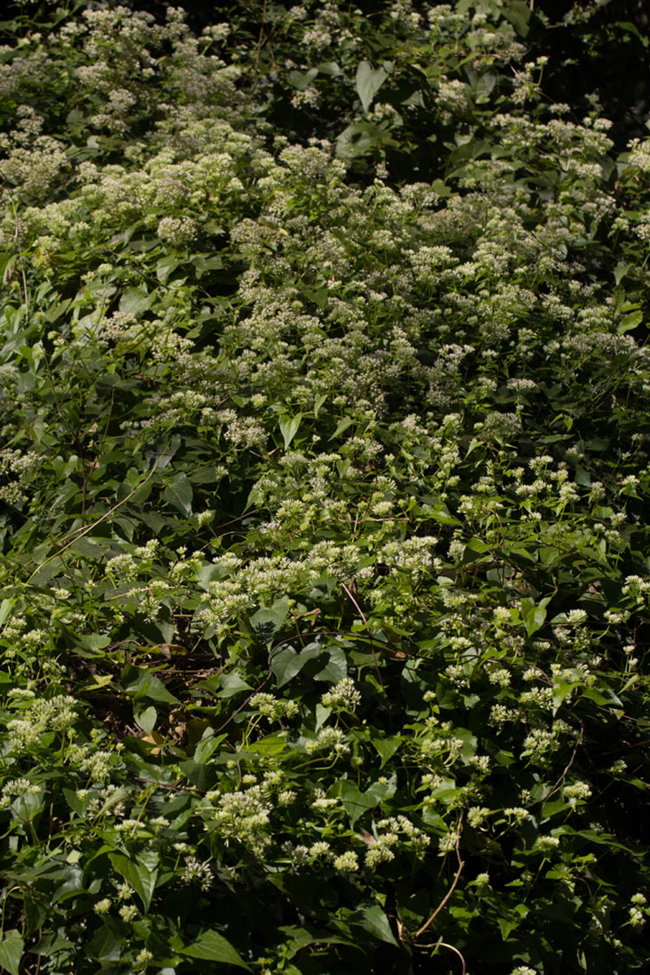 Mikania sp. Mikania sp.