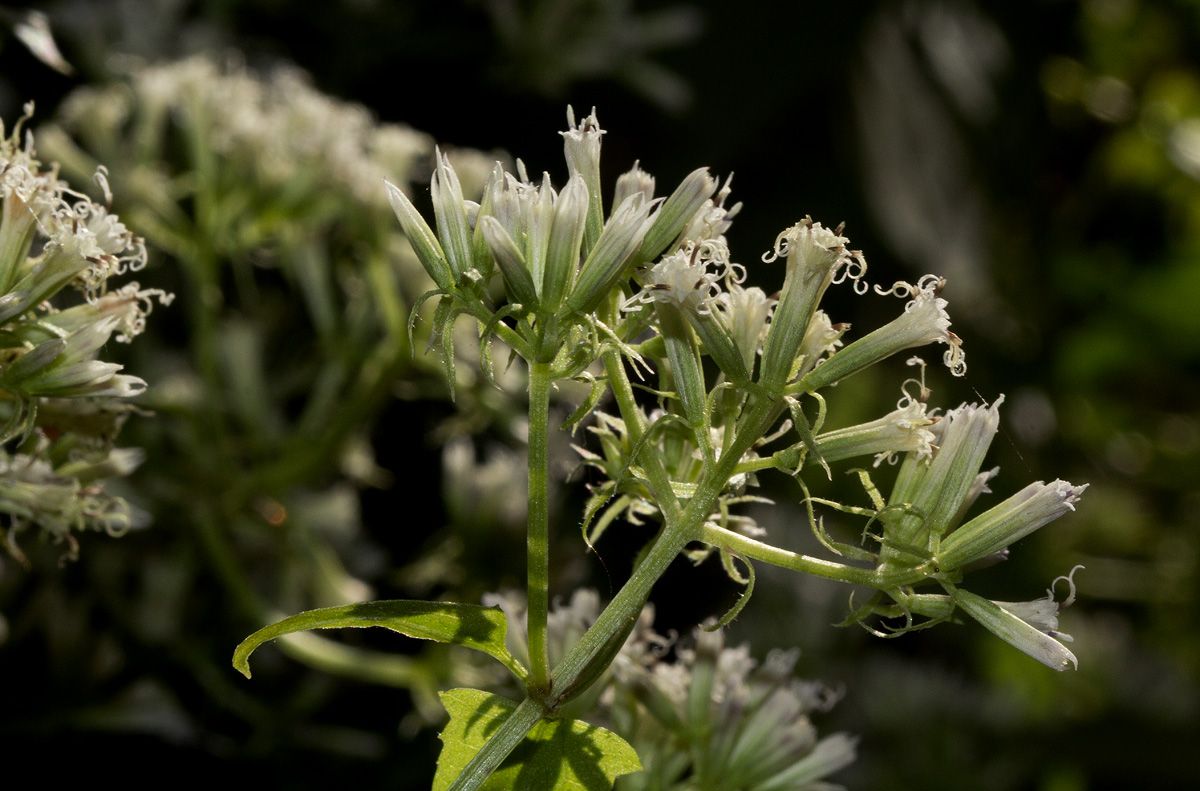 Mikania sp. Mikania sp.