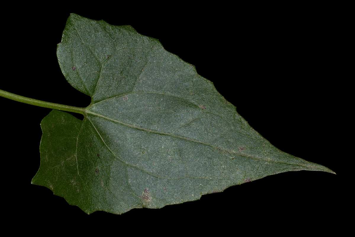Mikania sp. Mikania sp.