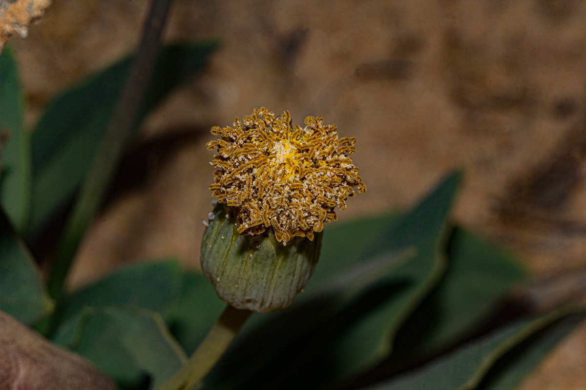 Emilia hockii Emilia hockii