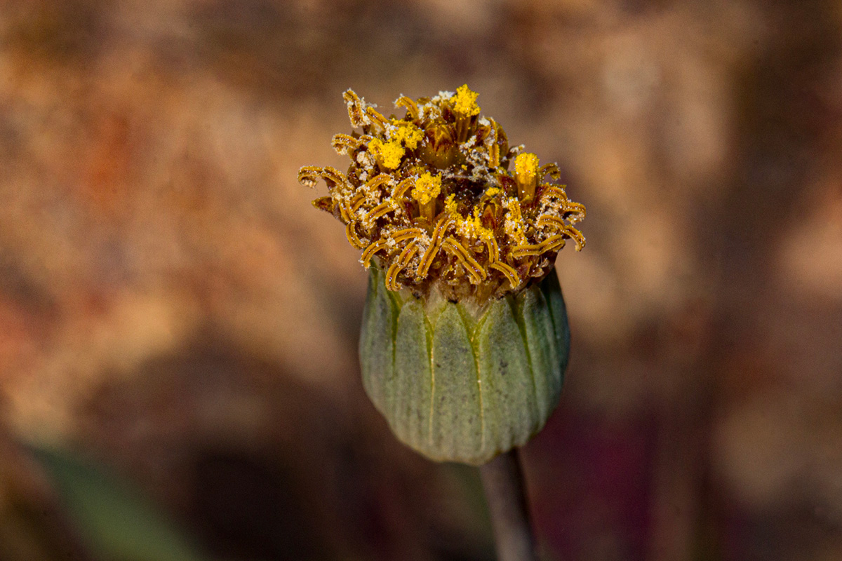 Emilia hockii Emilia hockii
