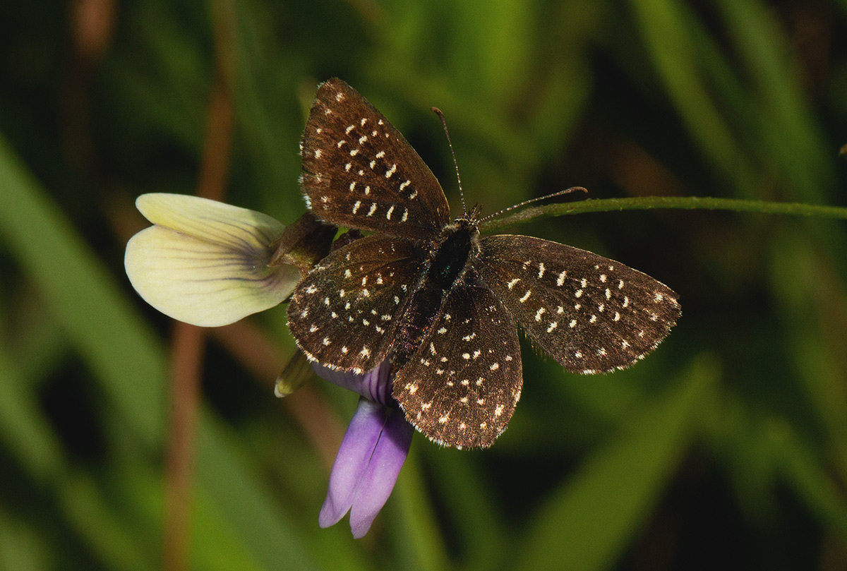 Actizera stellata