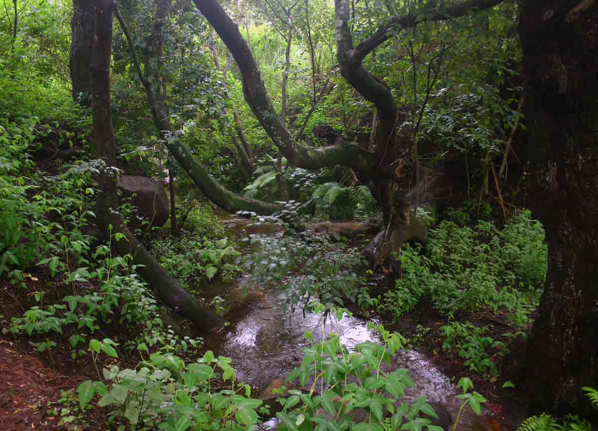 Stream flowing through riverine forest below the dam. The stream runs throughout the year leading to permanently moist conditions even in the dry season. Stream flowing through riverine forest below the dam. The stream runs throughout the year leading to permanently moist conditions even in the dry season.